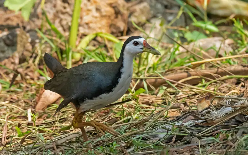 chim cuốc trên cánh đồng lúa 