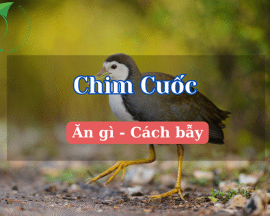 Chim Cuốc ăn gì phát triển? Cách bẫy chim cuốc đặt là dính