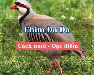 Con chim đa đa là chim gì? Đặc điểm, cách nuôi và chăm sóc