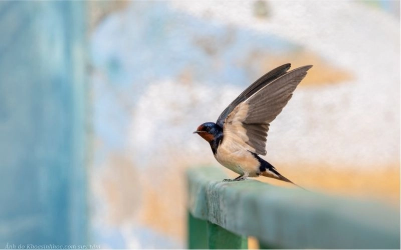 Ảnh chim én và cách ăn uống