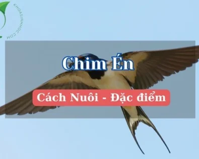 Chim én ăn gì? Cách nuôi chim én tại nhà cho người mới
