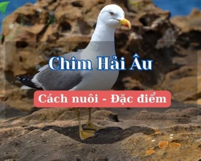 Chim hải âu tung cánh: Đặc điểm, hình ảnh và ý nghĩa sâu sắc