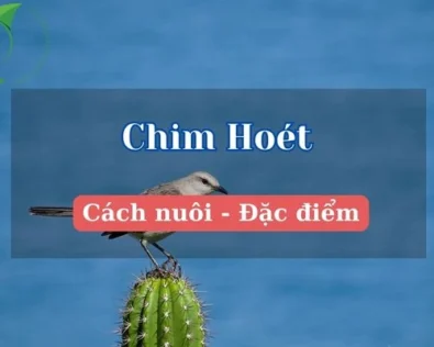 Chim hoét là gì? Tìm hiểu các loài chim được ưa chuộng nhất