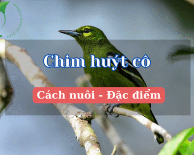 Chim huýt cô ăn gì? Cách nuôi chim huýt cô hót hay từ A – Z