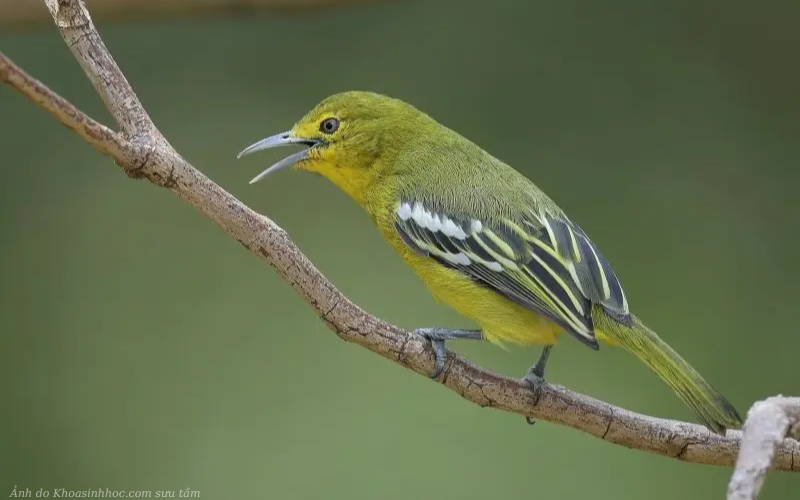 chim ốc mít đang hót 