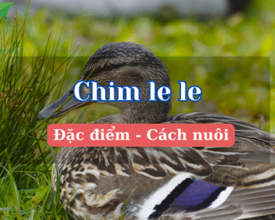 Chim le le là con gì? Giải mã loài vịt bí ẩn sống trên cây