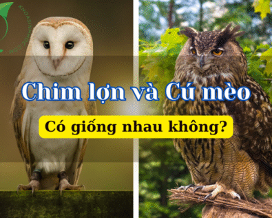 Lật mở sự thật thú vị: Chim lợn có phải cú mèo không?