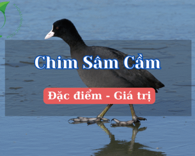 Tìm hiểu Chim sâm cầm giá bao nhiêu? Có trong sách đỏ không?