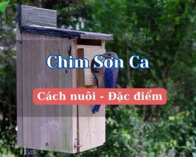 Chim sơn ca ăn gì? Kinh nghiệm nuôi chim sơn ca hót cực đỉnh