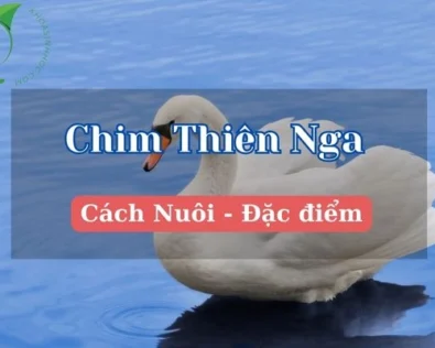 Chim thiên nga có ý nghĩa gì? Hình ảnh chim thiên nga đẹp