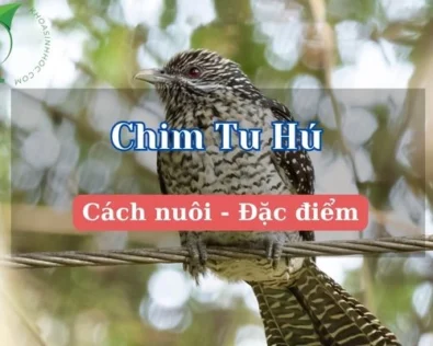 Tìm hiểu chim tu hú ăn gì? Có nên nuôi chim tu hú không?