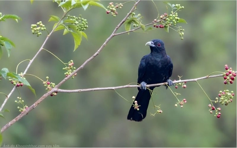 Chim tu hú trưởng thành
