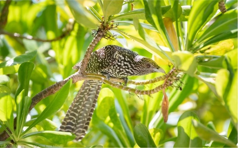 ảnh chim tu hú đẹp nhất