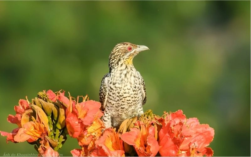 tải ảnh Chim tu hú đang hót