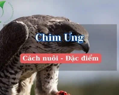 Chim ưng – Loài sát thủ bầu trời đầy mê hoặc