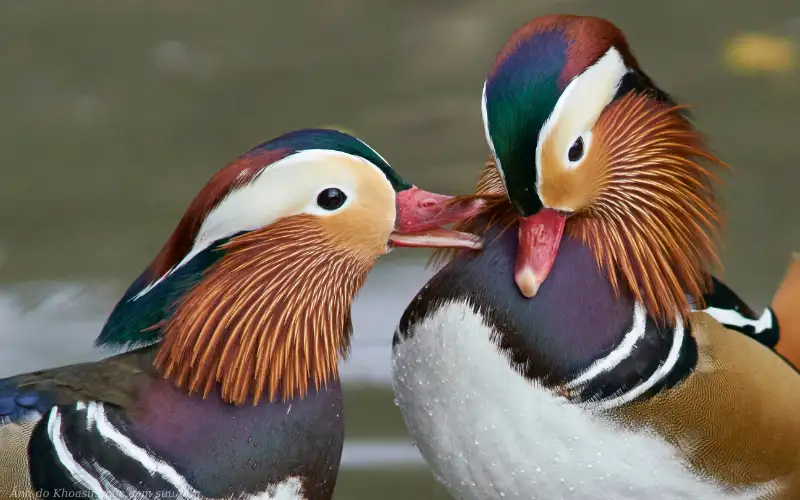 Ý nghĩa văn hóa của chim uyên ương
