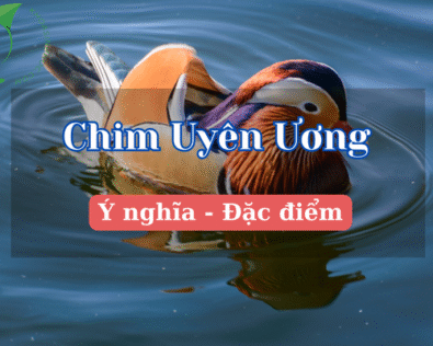 Chim Uyên Ương: Biểu tượng tình yêu và sự chung thủy