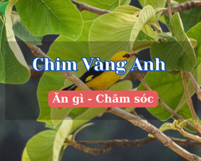 Chim vàng anh: Bí quyết nuôi & chăm sóc đúng chuẩn