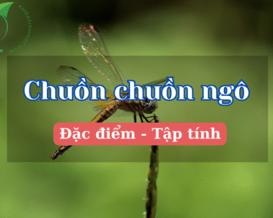 Chuồn chuồn ngô: Bí ẩn loài côn trùng thon gọn đầy sắc màu