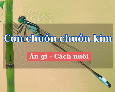 Con chuồn chuồn kim: Sát thủ nhỏ bé của thế giới côn trùng