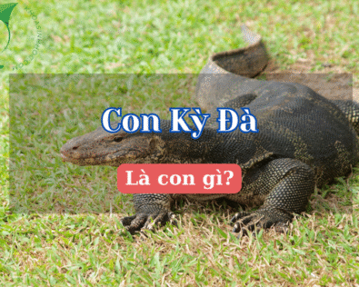 Con kỳ đà là con gì? Hé lộ sự thật về loài bò sát quý hiếm