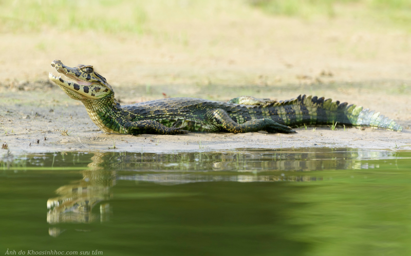Đặc điểm sinh học và cấu tạo cơ thể cá sấu caiman