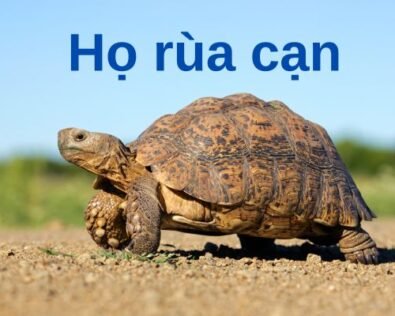 Rùa cạn ăn gì? Các loài rùa cạn ở Việt Nam, giá bao nhiêu?