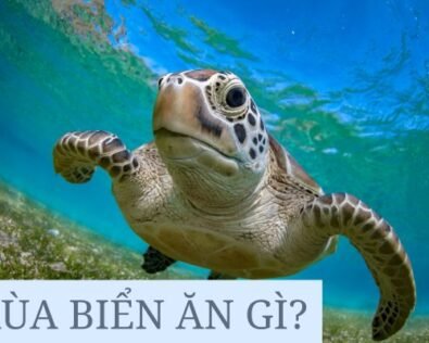 Rùa biển ăn gì? Cách bảo vệ và đặc điểm rùa biển Việt Nam