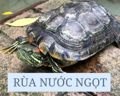 Rùa nước ngọt là gì? Các loài rùa nước ngọt quý ở Việt Nam