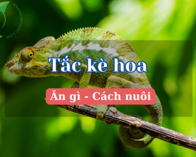 Tắc kè hoa ăn gì? Bí mật chế độ ăn của loài đổi màu