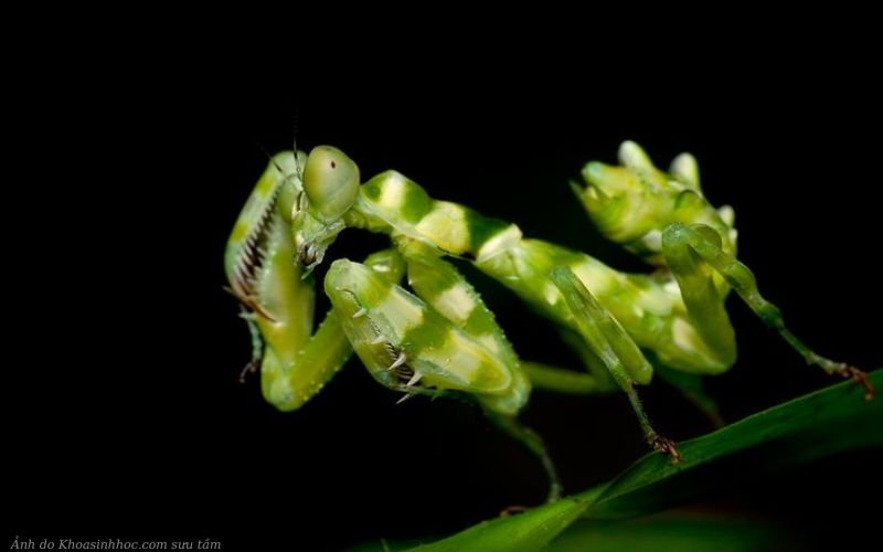Theopropus elegans