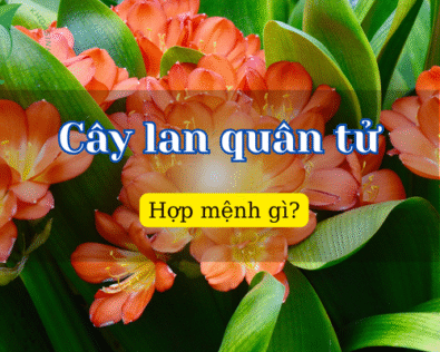Cây lan quân tử hợp mệnh gì? Giải mã ý nghĩa phong thủy
