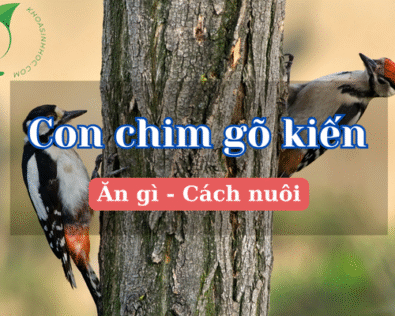 Con chim gõ kiến: Ăn gì, các loại và cách nuôi chi tiết nhất