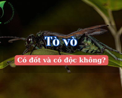 Tò vò là con gì? Khám phá con tò vò có đốt và có độc không
